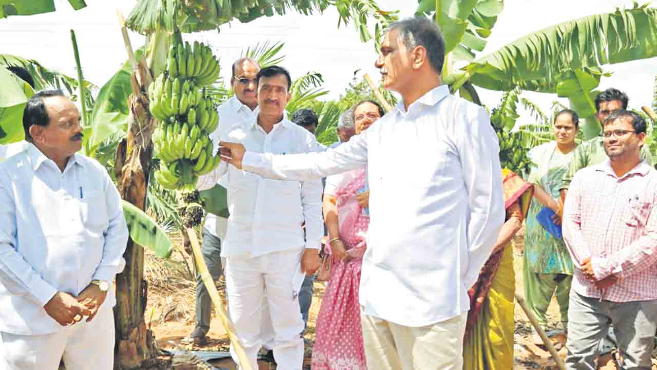 ఆయిల్‌ పామ్‌, అరటితోట.. ఆదాయం మస్తు