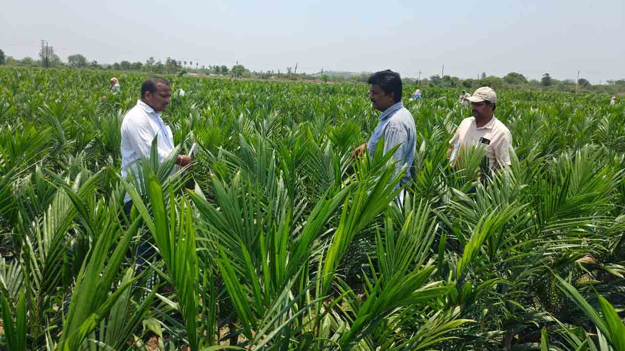 అందుబాటులో ఆయిల్‌పామ్‌ మొక్కలు