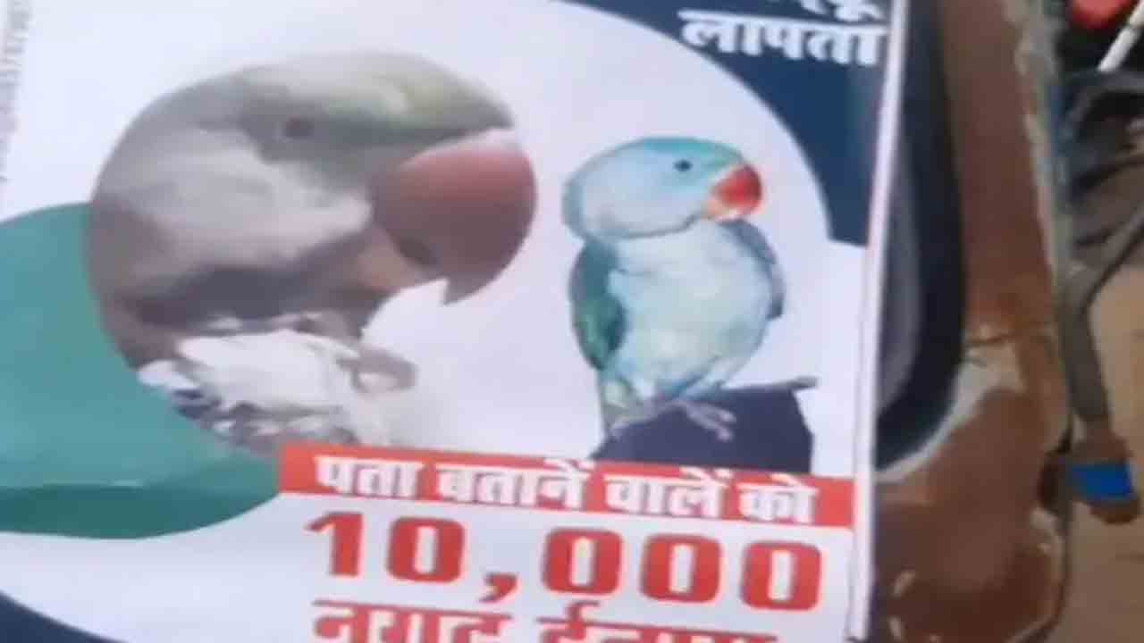 Parrot Missing | పెంపుడు చిలుక మిస్సింగ్‌.. పది వేలు బహుమతి ప్రకటించిన వ్యక్తి