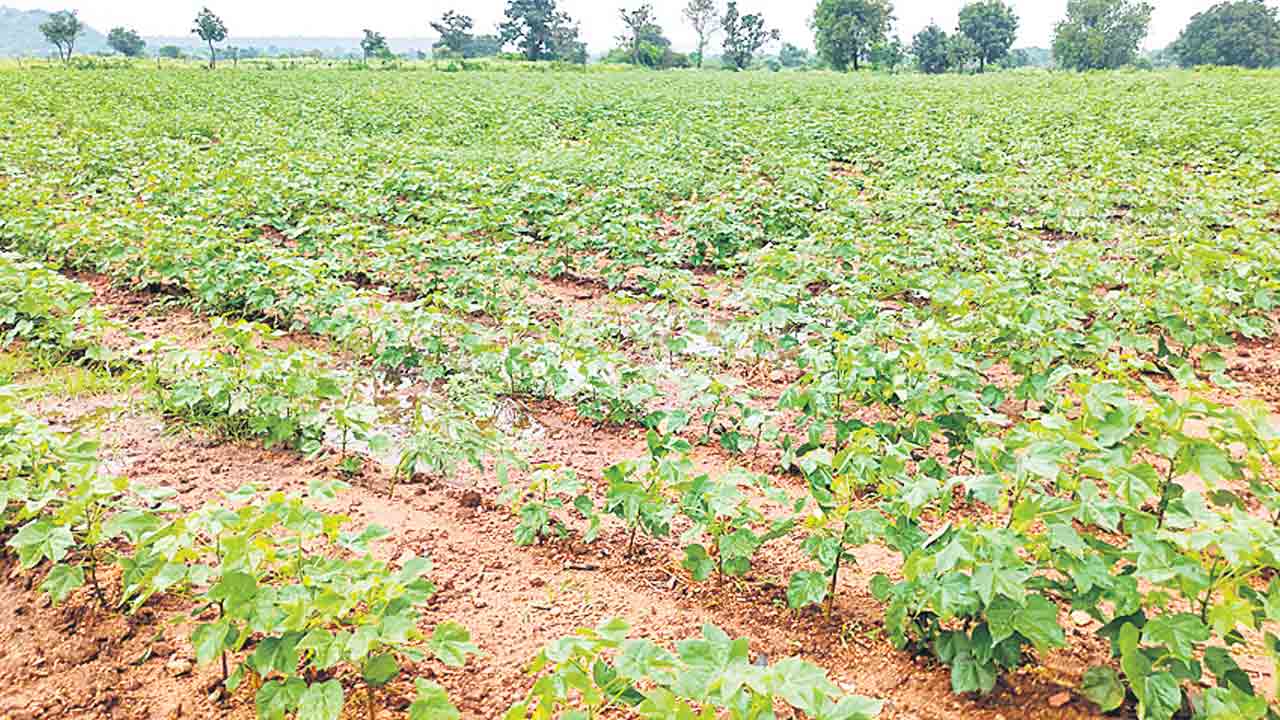 పంటలకు అనుకూలం