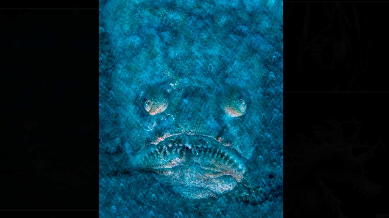 Scary fish | వికృత ముఖంతో చేప.. కెమెరాలో బంధించిన అండర్‌ వాటర్‌ ఫొటోగ్రాఫర్‌.. Photo viral
