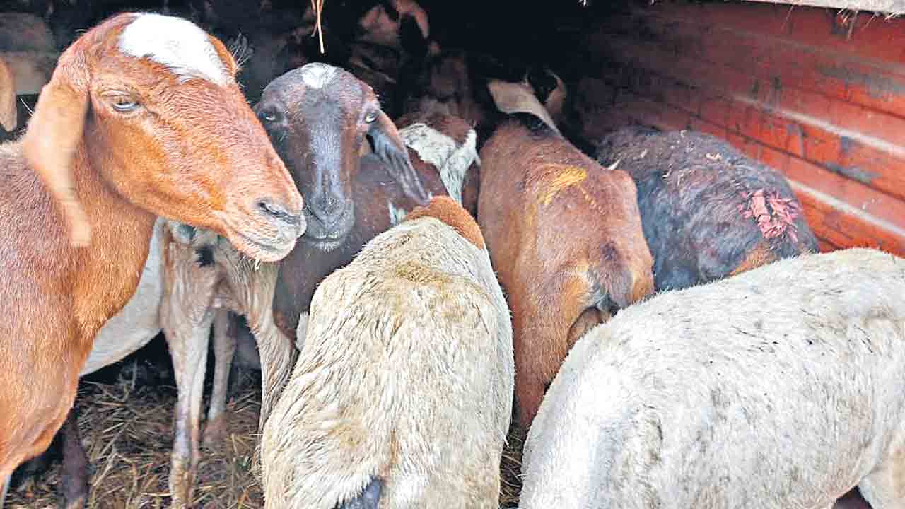 తిర్మలాపూర్‌లో సబ్సిడీ గొర్రెల విక్రయం