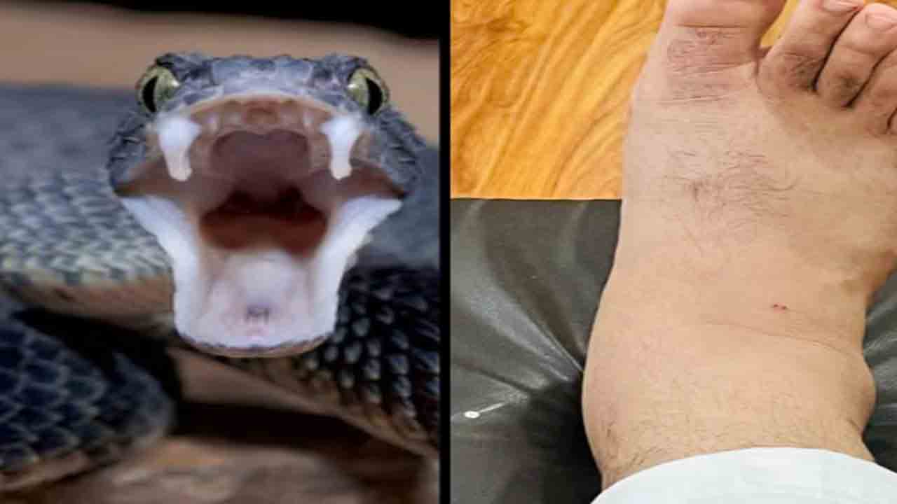 Snake Bites Punjab Minister | వరద సహాయక చర్యల్లో పాల్గొన్న మంత్రి.. కాటేసిన పాము