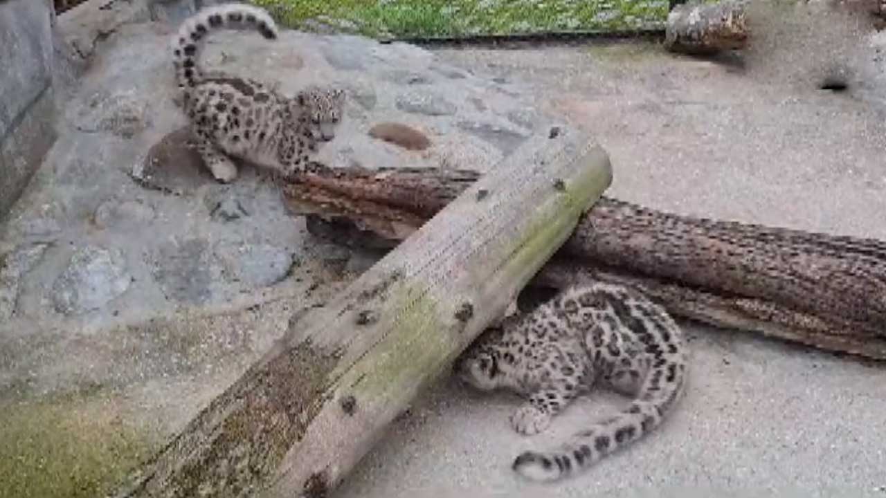 Cubs in Zoo | బెంగాల్‌ జంతు సంరక్షణ కేంద్రాల్లో బుల్లి మంచు చిరుతలు, రెడ్‌ పాండాల సందడి.. Video