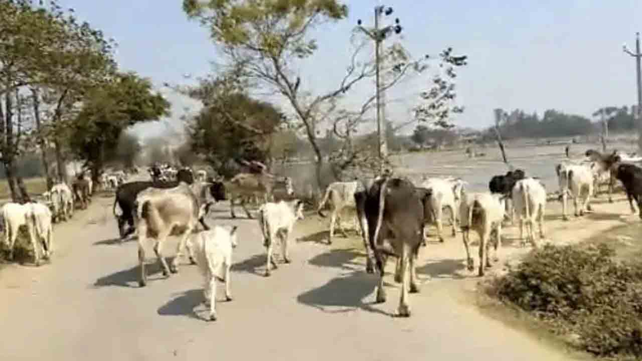 Minister’s Convoy Blocked with Cattle | మంత్రి కాన్వాయ్‌ను పశువులతో అడ్డుకున్న   గ్రామస్తులు.. 90 మందిపై కేసు