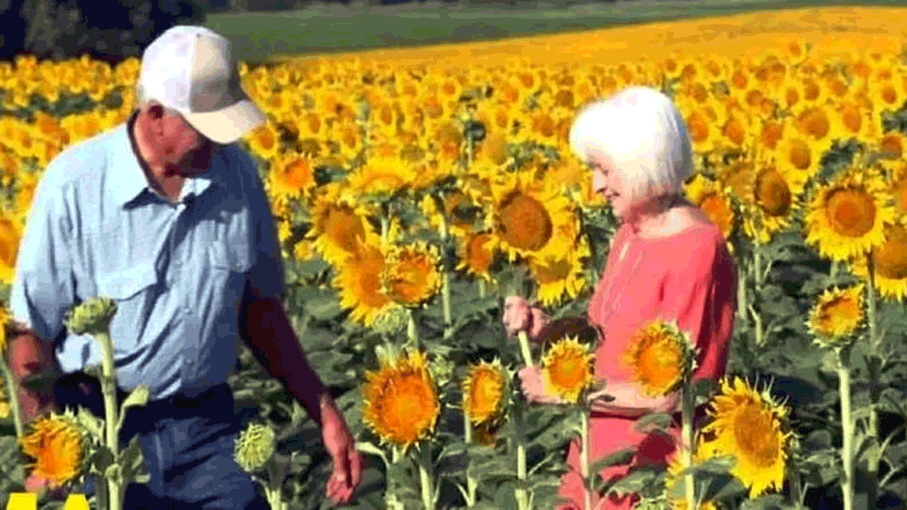 Viral News | 50వ వార్షికోత్సవం.. భార్యకు సర్ ప్రైజ్ గిఫ్ట్ గా 12 లక్షల పొద్దుతిరుగుడు పువ్వులు ఇచ్చిన రైతు