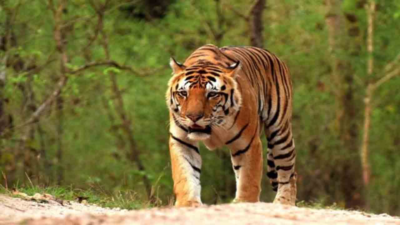 పులిదాడిలో దూడ మృత్యువాత