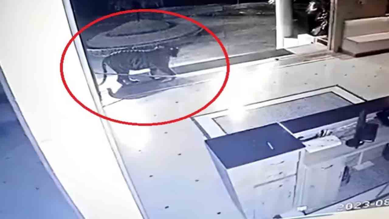 Watch: యూనివర్సిటీ క్యాంపస్‌లో పులి సంచారం.. వీడియో వైరల్‌