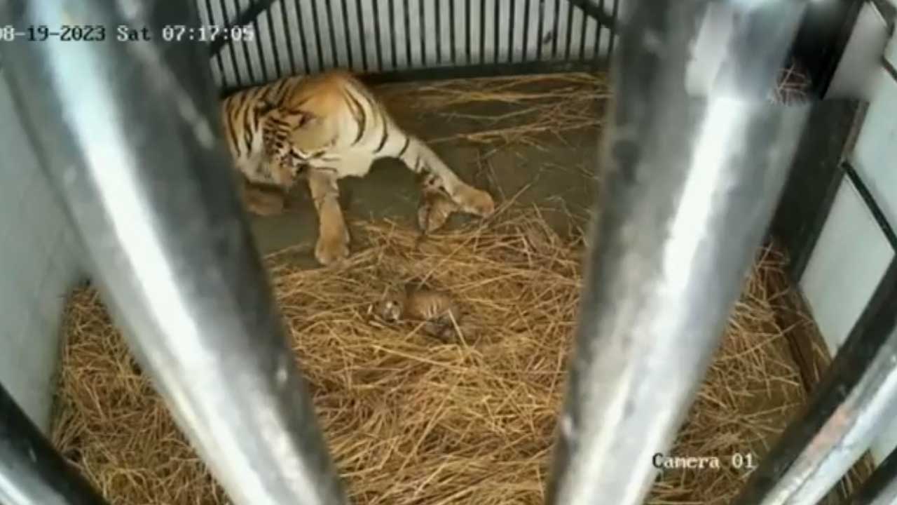 Tigress Rika | మూడు పిల్లలకు జన్మనిచ్చిన పెద్దపులి రికా.. సఫారీ పార్కులో తల్లీ పిల్లల సందడి.. Video