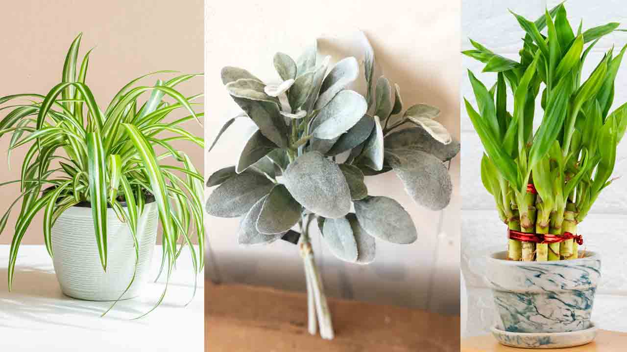 ఇట్టే పెరిగిపోతాయ్‌!