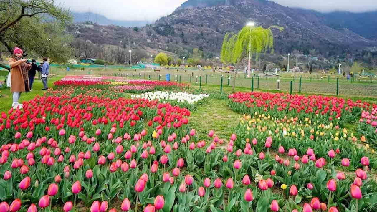 Tulip Garden | వరల్డ్‌ బుక్‌ ఆఫ్‌ రికార్డ్స్‌లో తులిప్‌ గార్డెన్‌