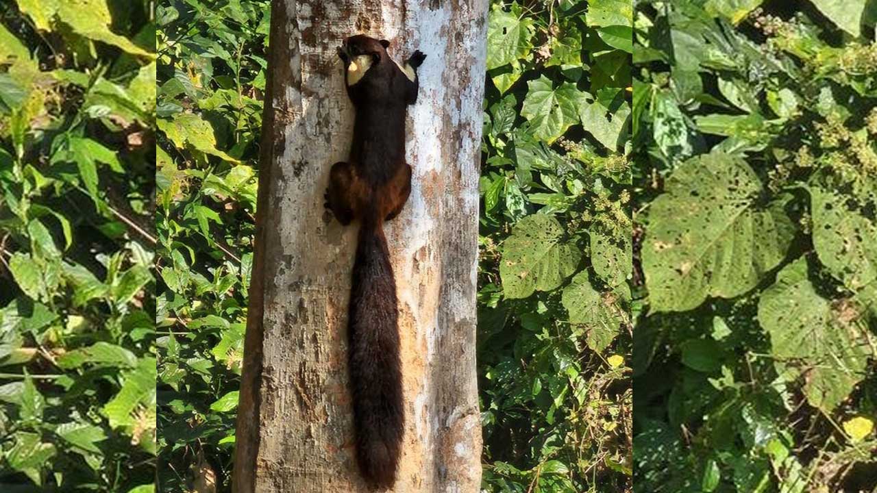 World’s largest squirrel | ప్రపంచంలోనే అతి పొడవైన ఉడుత.. అటవీ అధికారి ట్వీట్‌ వైరల్‌