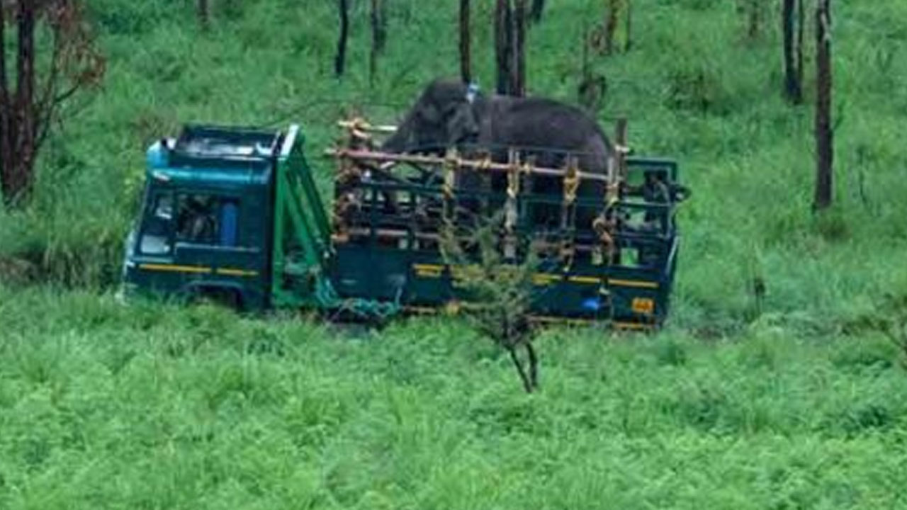 Arikomban : ఆ రెండు ఏనుగుల్ని ప‌ట్టుకునేందుకు 33 ల‌క్ష‌లు ఖ‌ర్చు చేశారు..