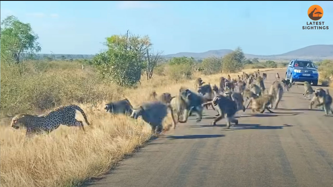 Baboons Attack: చిరుత‌పై బబూన్ కోతుల అటాక్‌.. రోడ్డుపై ట్రాఫిక్ జామ్‌.. వీడియో
