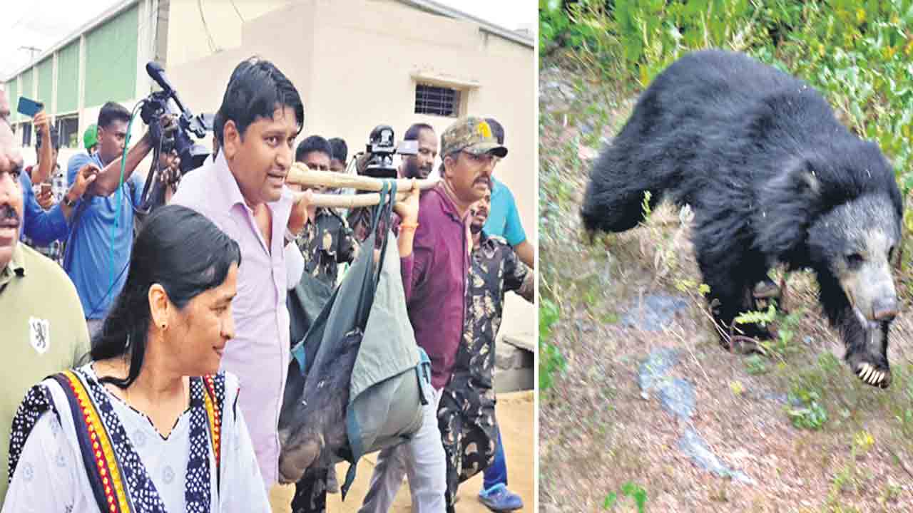 రేకుర్తిలో గుడ్డెలుగు సంచారం