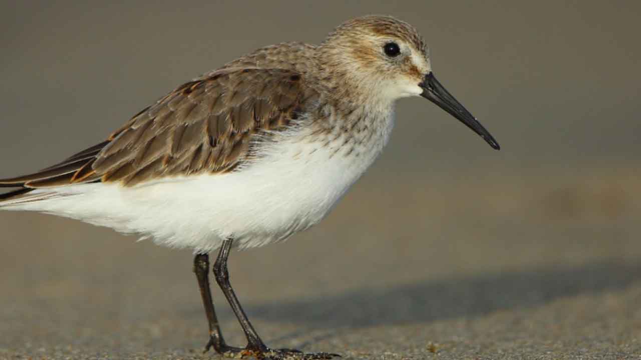 దేశంలో క్షీణించిన 60% పక్షి జాతులు