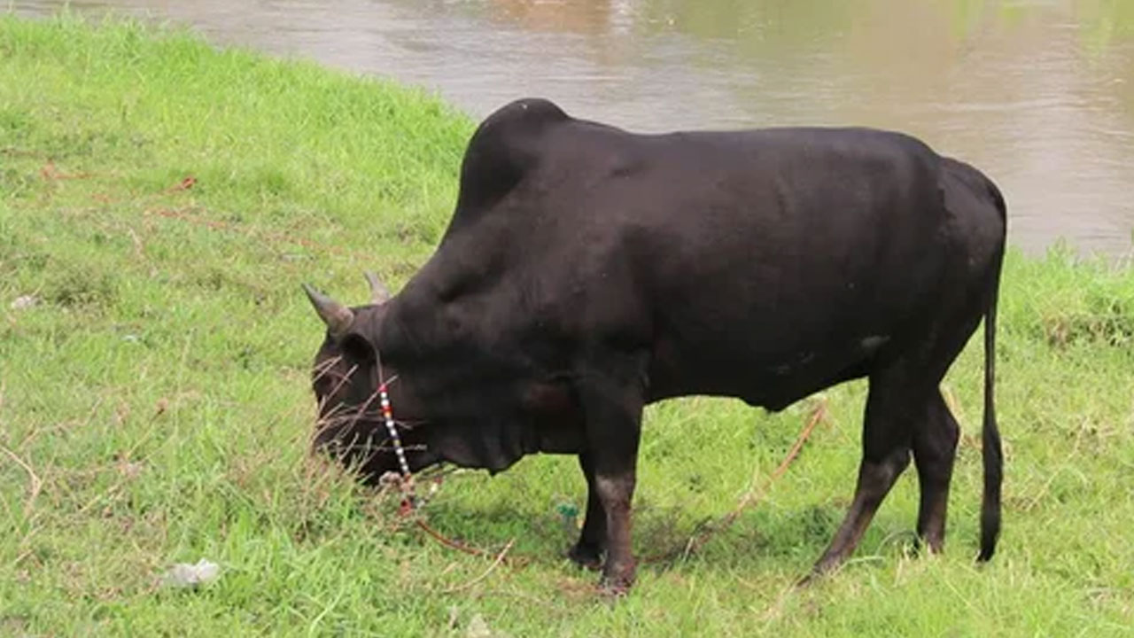 ఎడ్లు పంట మేశాయని దళితుడిపై దాడి