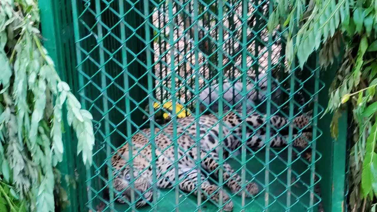 Leopard | తిరుమలలో చిక్కిన మరో చిరుత