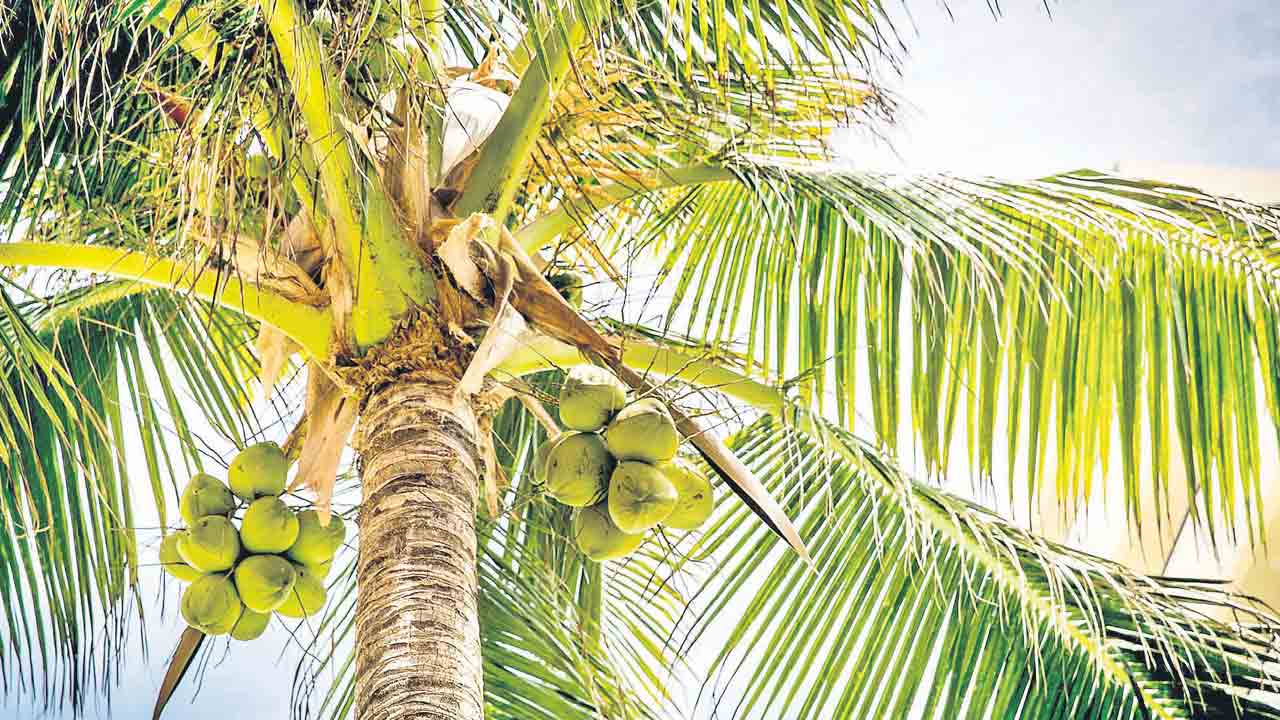 Coconuts