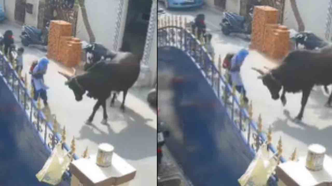 Watch: స్కూల్‌ బాలికపై ఆవులు దాడి.. కొమ్ములతో పొడిచిన వీడియో వైరల్‌