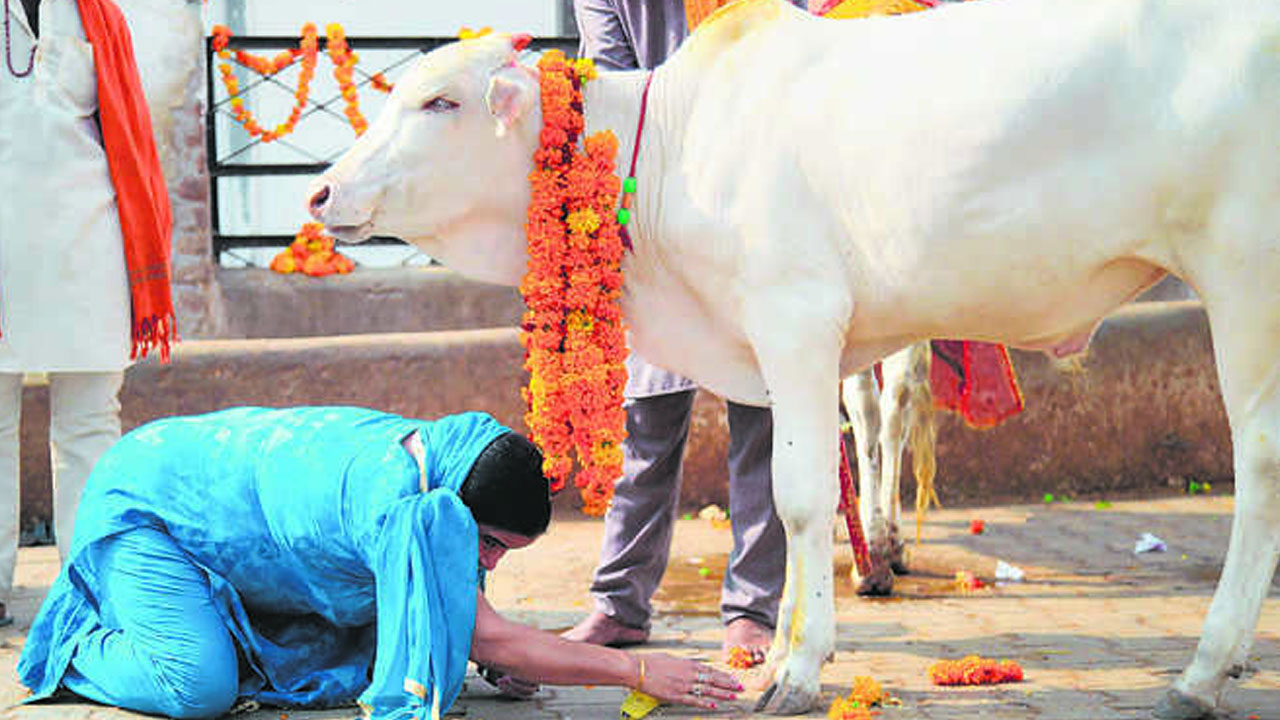 ఆవు జాతీయ జంతువా?