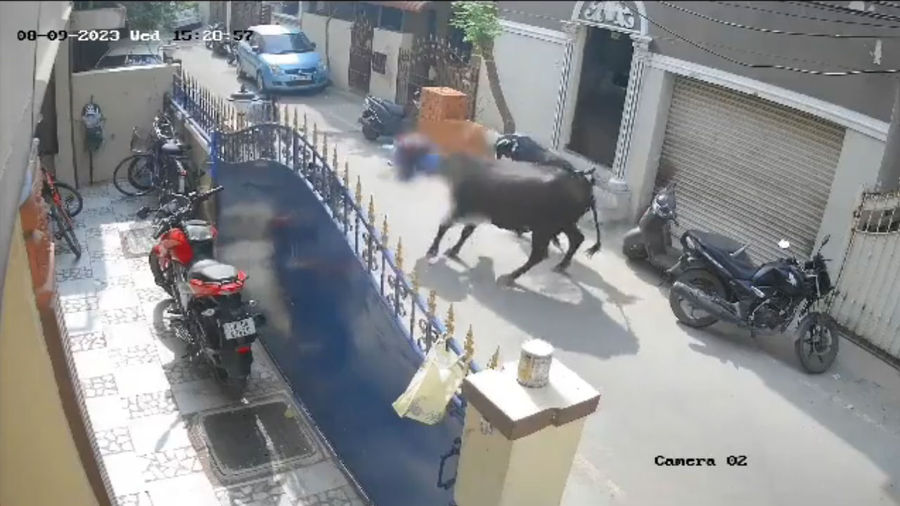 Cow Attack: విద్యార్థినిపై ఆవు దాడి చేసిన కేసులో ఓన‌ర్ అరెస్టు