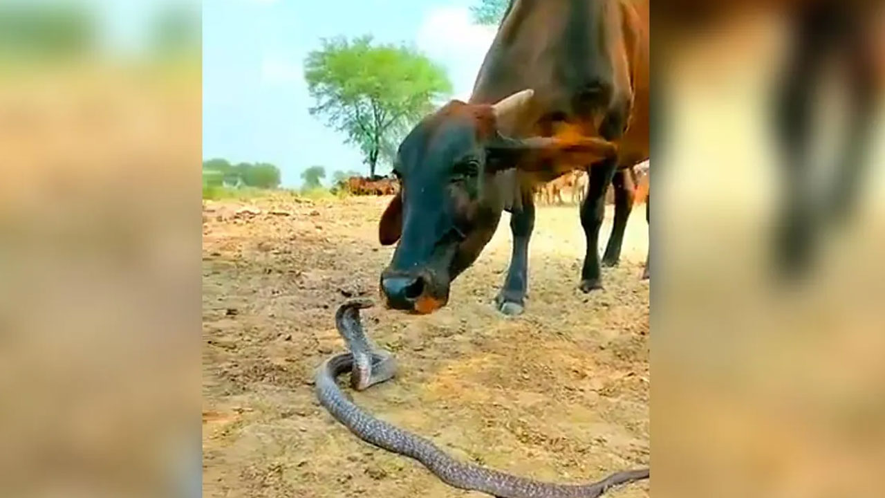Cow And Snake: పాము ప‌డ‌గ‌ను ముద్దాడిన ఆవు.. వీడియో వైర‌ల్‌