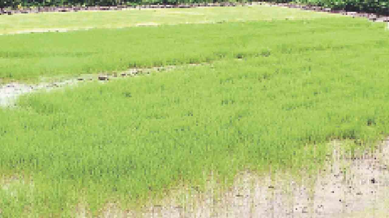 అధిక వర్షం.. పంటలకు అనర్థం