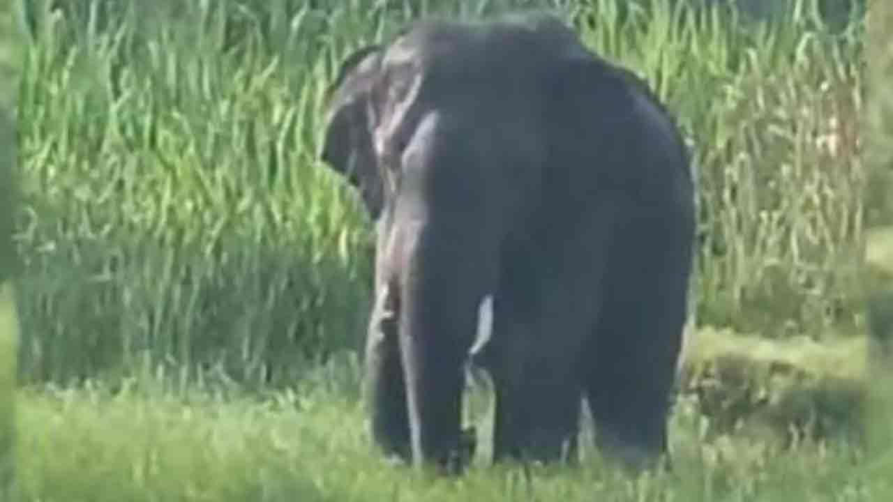 ఏనుగు దాడిలో దంపతుల మృతి