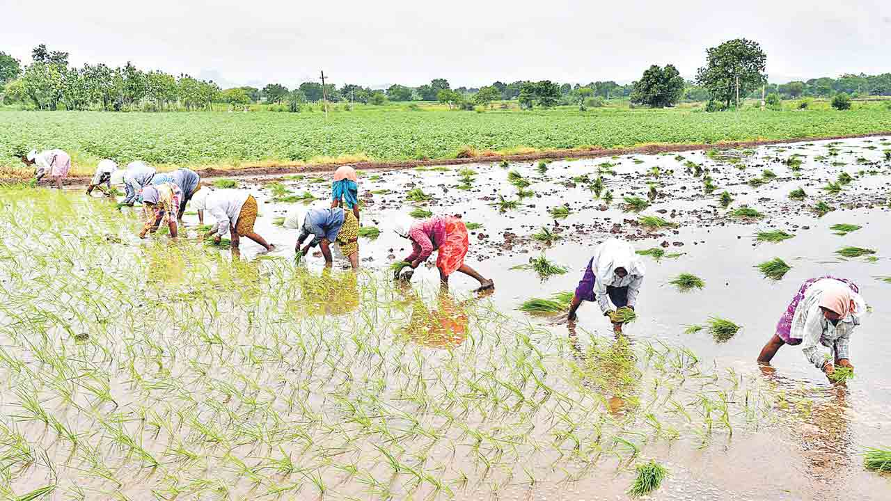 జై కిసాన్‌ మా విధానం