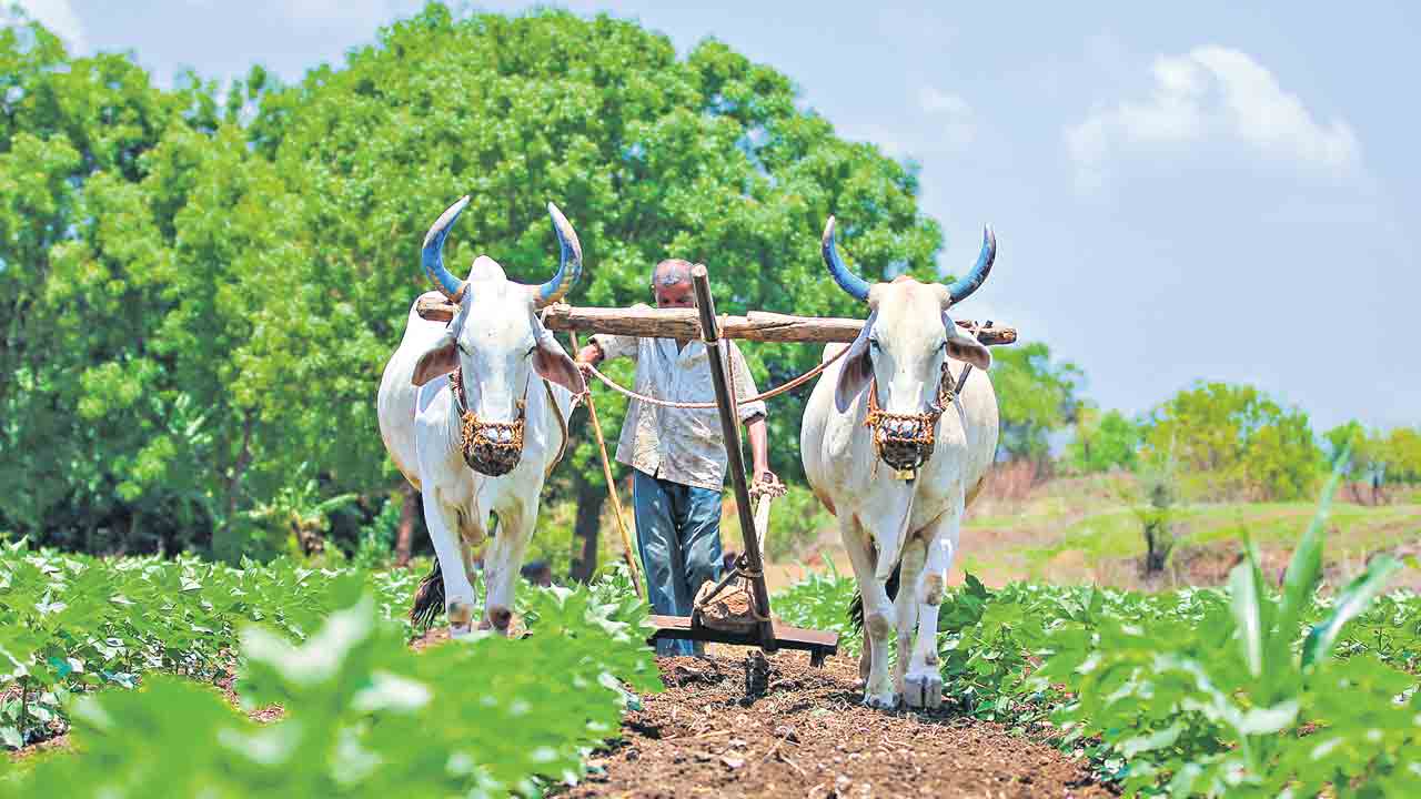 Farmer