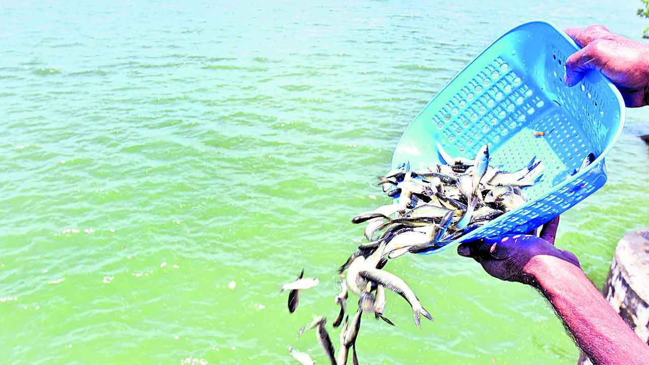 చేపపిల్లల పంపిణీ టార్గెట్‌ @2,72,39000