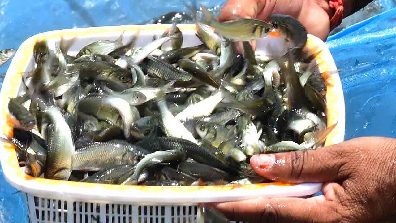 ఉచిత చేప పిల్లలు 3.10 కోట్లు