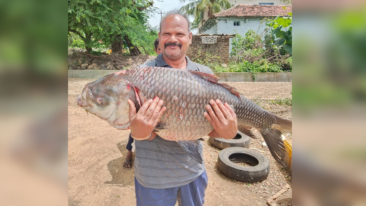 Huge fish | నిజాంసాగర్‌ ప్రాజెక్టులో 25 కిలోల భారీ మీనం..మత్స్యకారుడి పరవశం