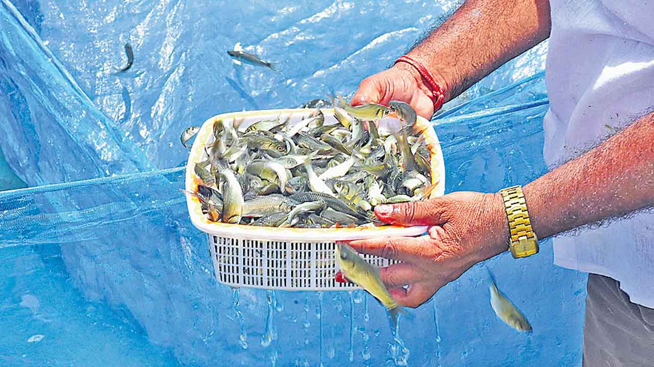 నీలి విప్లవం