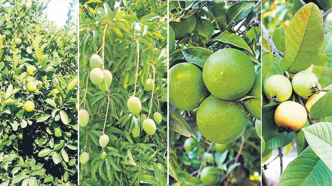 సాగుకు ప్రోత్సాహం ఉపాధికి ఊతం