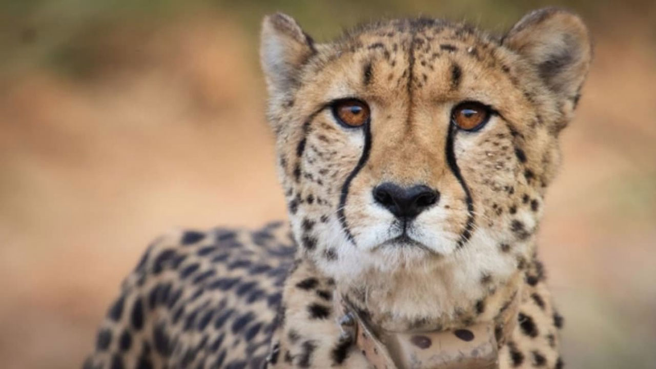 Cheetah Deaths: కూనో ప‌రిణామాల‌పై ప్ర‌జ‌లు ఆందోళ‌న చెందుతున్నారు:  సుప్రీంకోర్టు