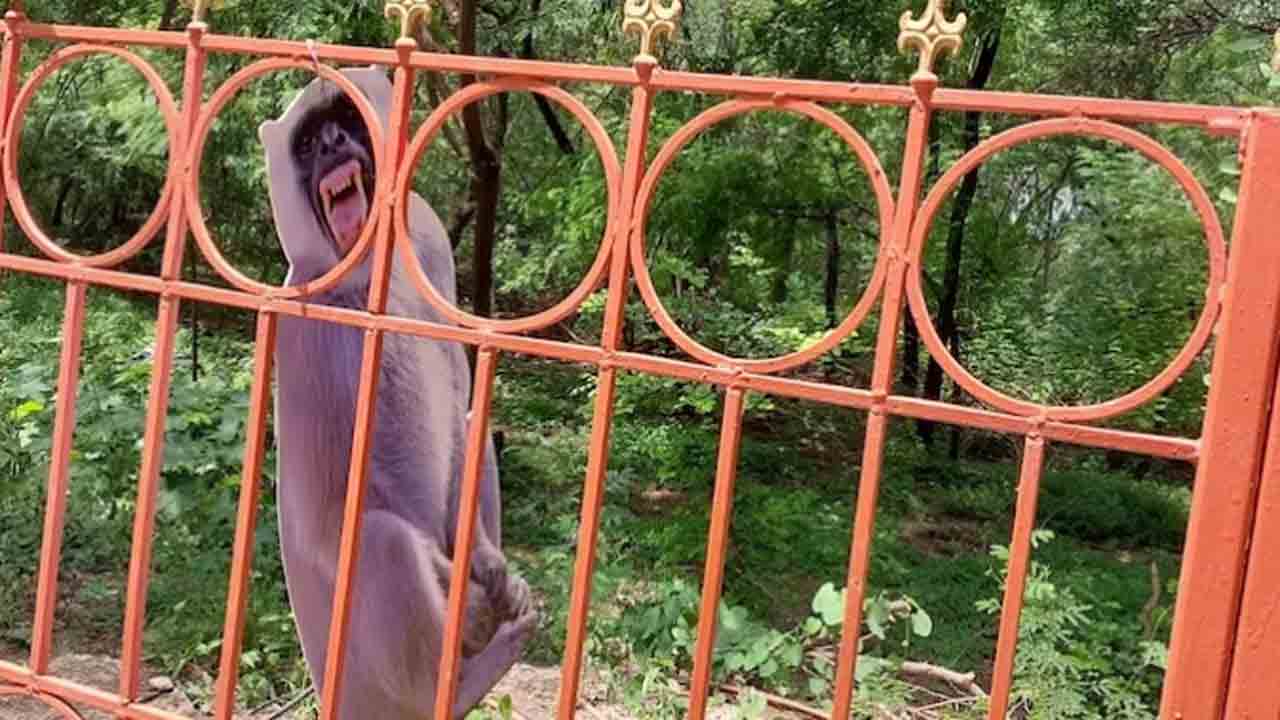 G20 Summit | జీ 20 సమ్మిట్‌ అతిథులకు.. లంగూర్ కటౌట్ల స్వాగతం