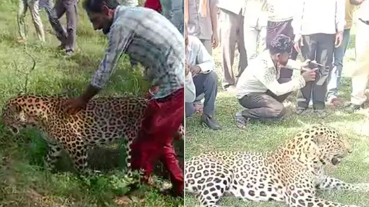 Leopard: గాయ‌ప‌డ్డ చిరుత‌తో ఆడుకున్న గ్రామ‌స్థులు.. వీడియో