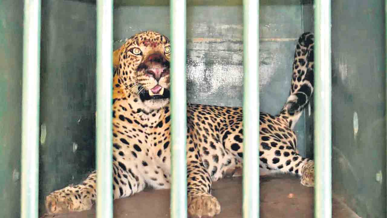 TTD | తిరుమలలో చిరుత చిక్కింది!