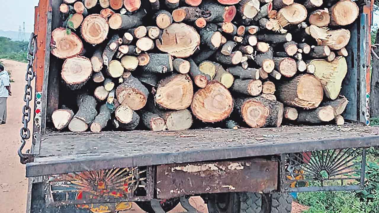 వృక్ష రక్షకభటులు!