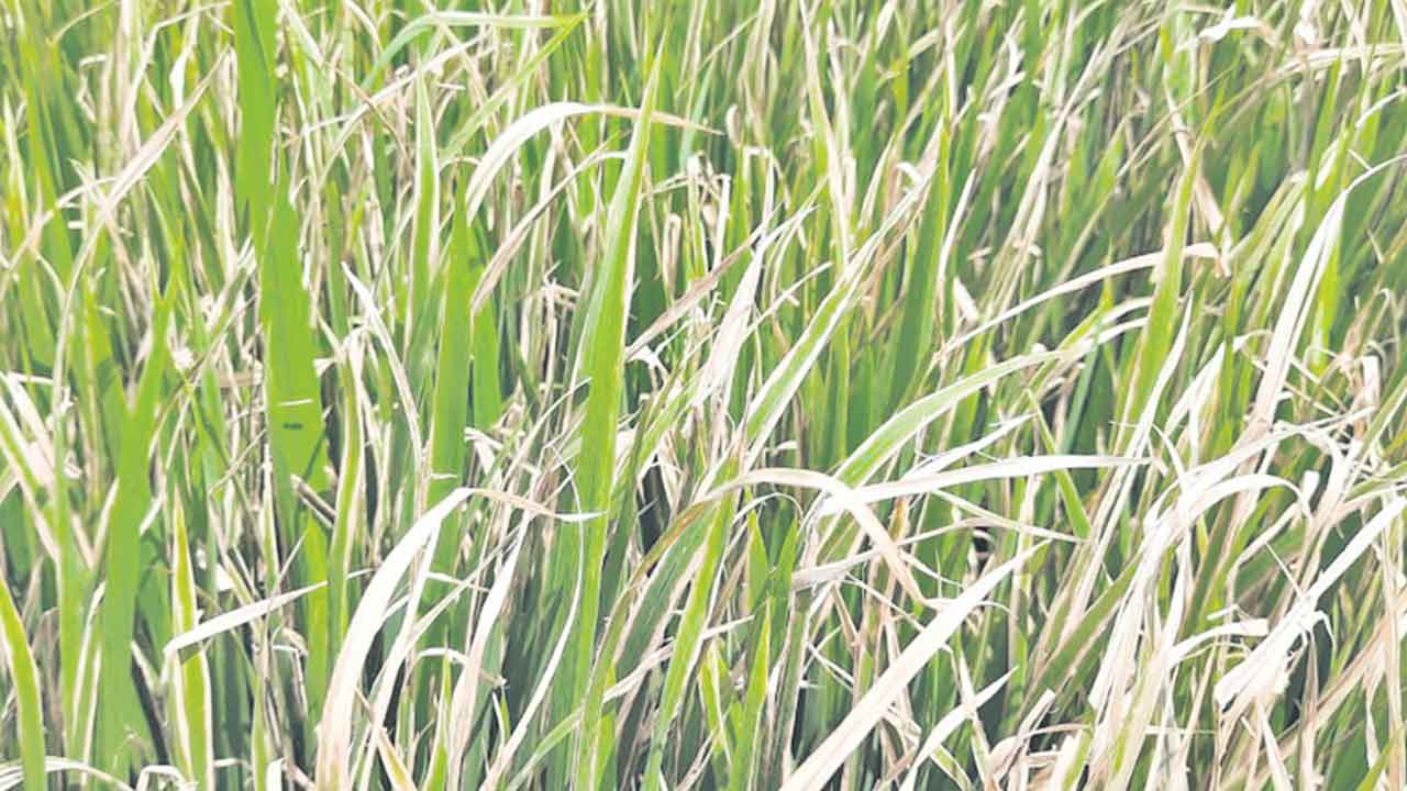 వరికి ఎండాకు తెగులు