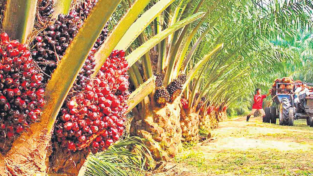 ఆయిల్పాం సాగుకు.. సర్కారు చేయూత