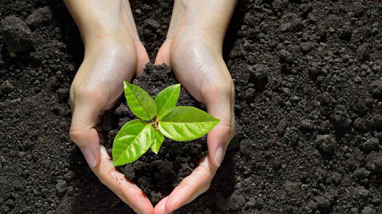 హరిత వేడుక