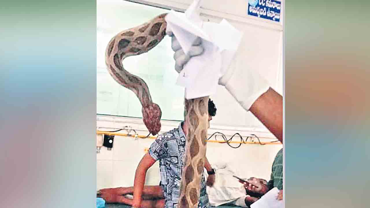 కొండచిలువను చంపి..