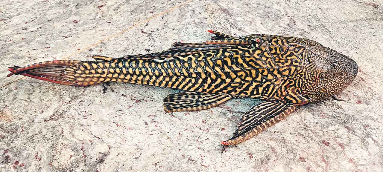 జడ్చర్లలో అరుదైన చేప లభ్యం