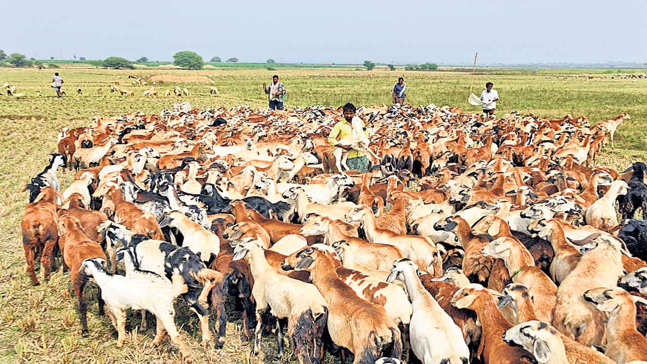 గొర్రెలకు కొమ్ములు మొలిచాయి
