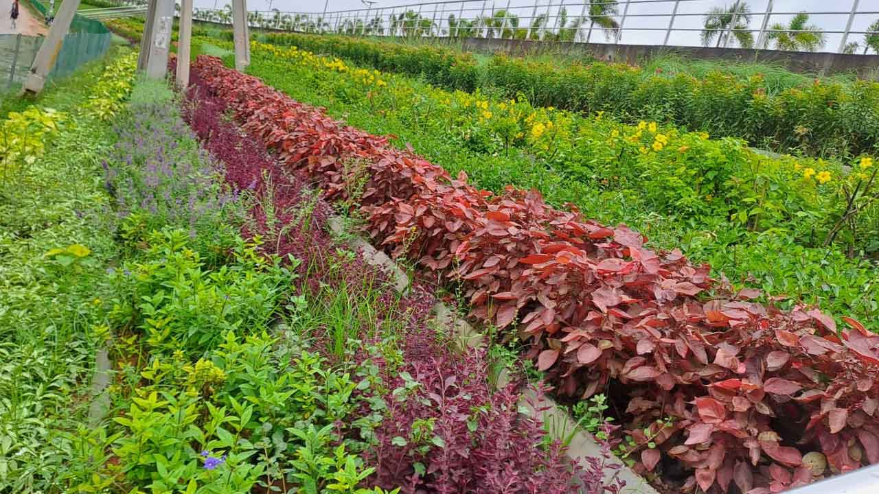 ఆహ్లాదం పంచుతున్న సద్దుల చెరువు