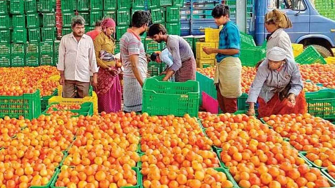 Tomato | పెరిగిన దిగుబడితో దిగివస్తున్న టమాటా ధర.. కిలో @ రూ.25