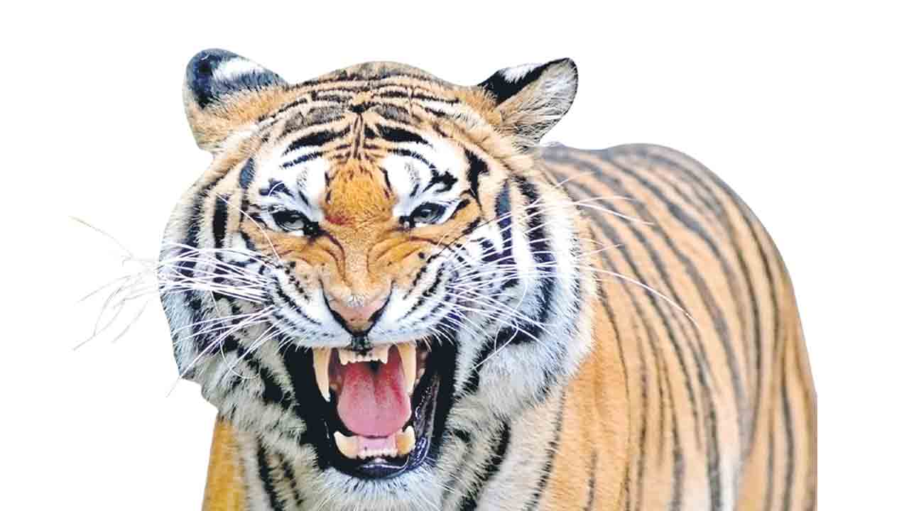 పులి కలకలం